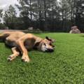 Pet Friendly Turf: K9Grass by ForeverLawn is the only choice